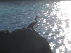 Phalacrocorax varius varius