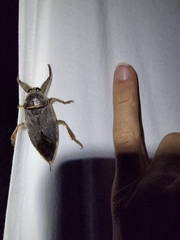 Lethocerus medius