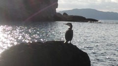 Phalacrocorax varius varius