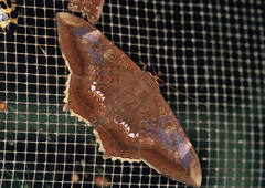 Cyclopis caecutiens