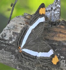 Adelpha fessonia