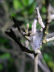 Tusitala