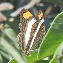 Adelpha fessonia