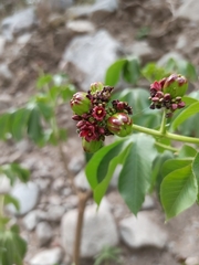 Jatropha excisa