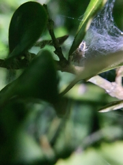 Tusitala