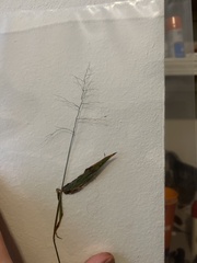 Dichanthelium latifolium