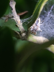 Tusitala