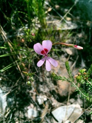 Pelargonium patulum