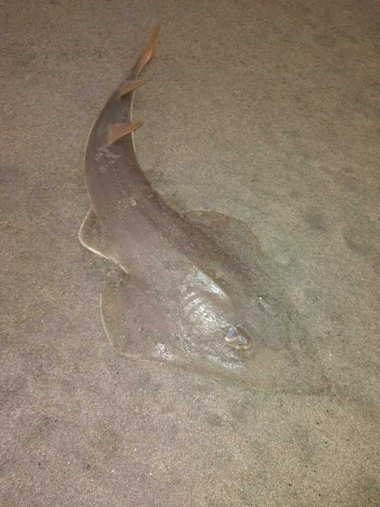 Pacific Guitarfish