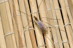 Trichocera annulata