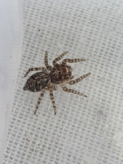Tusitala