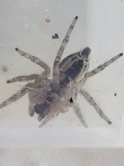 Tusitala