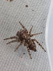 Tusitala