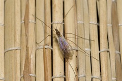 Trichocera annulata