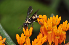 Triepeolus remigatus