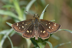 Piruna polingii