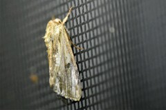 Spodoptera eridania