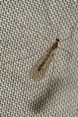 Trichocera annulata