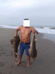 Pseudobatos planiceps