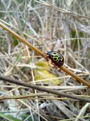 Calligrapha polyspila