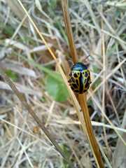 Calligrapha polyspila