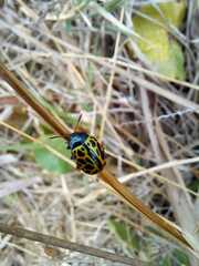 Calligrapha polyspila