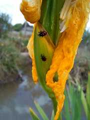 Cucujiformia