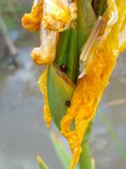 Cucujiformia