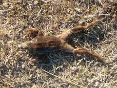 Leptodactylus luctator