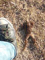 Leptodactylus luctator