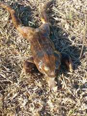 Leptodactylus luctator