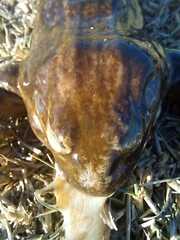 Leptodactylus luctator