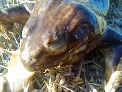 Leptodactylus luctator