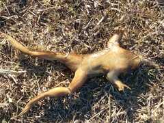 Leptodactylus luctator