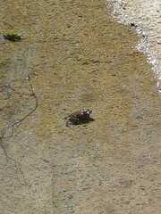 Rhinella arenarum