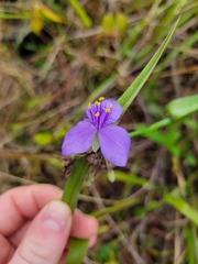 Tradescantia ohiensis
