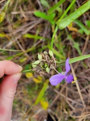 Tradescantia ohiensis