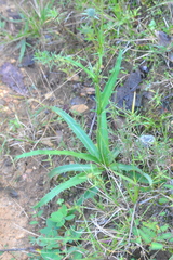 Eryngium proteiflorum