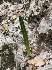 Vagaria parviflora