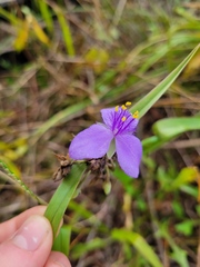 Tradescantia ohiensis
