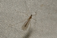 Trichocera annulata