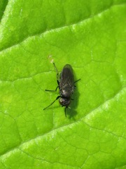 Oscinella frit