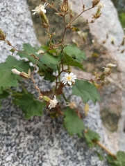 Jungia polita