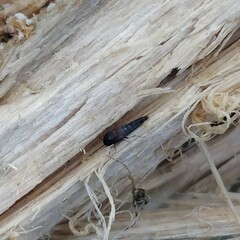 Sepedophilus marshami