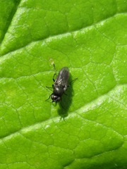 Oscinella frit