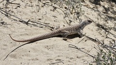 Dipsosaurus dorsalis