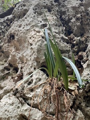 Vagaria parviflora