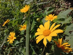 Tithonia diversifolia