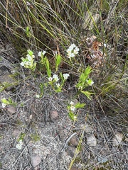 Diosma hirsuta