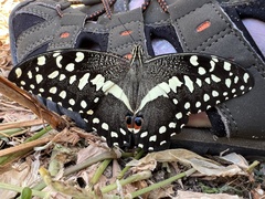 Papilio demodocus